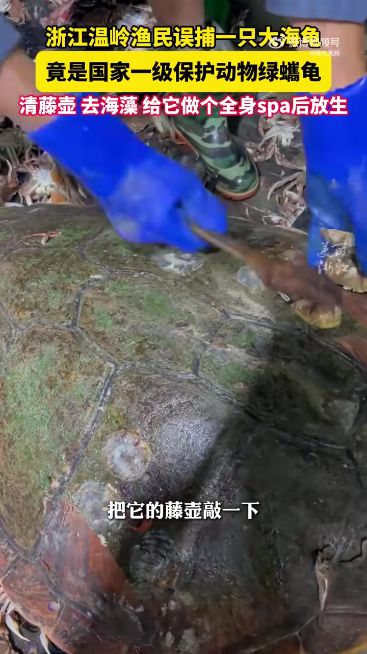 渔民误补大海龟，做个全身spa就送回大海