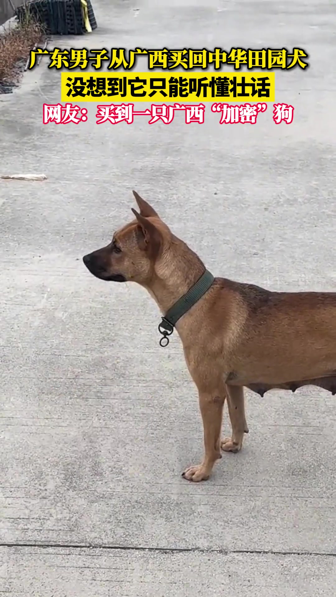 广西土狗能听得懂壮话