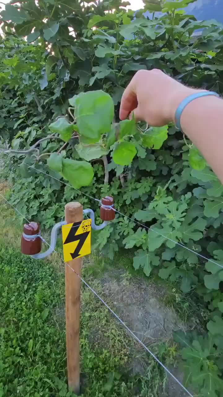 一个视频看懂为什么要及时清理电力线路周围的树枝和树木！