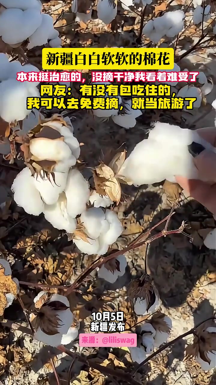 新疆棉花，看着好治愈