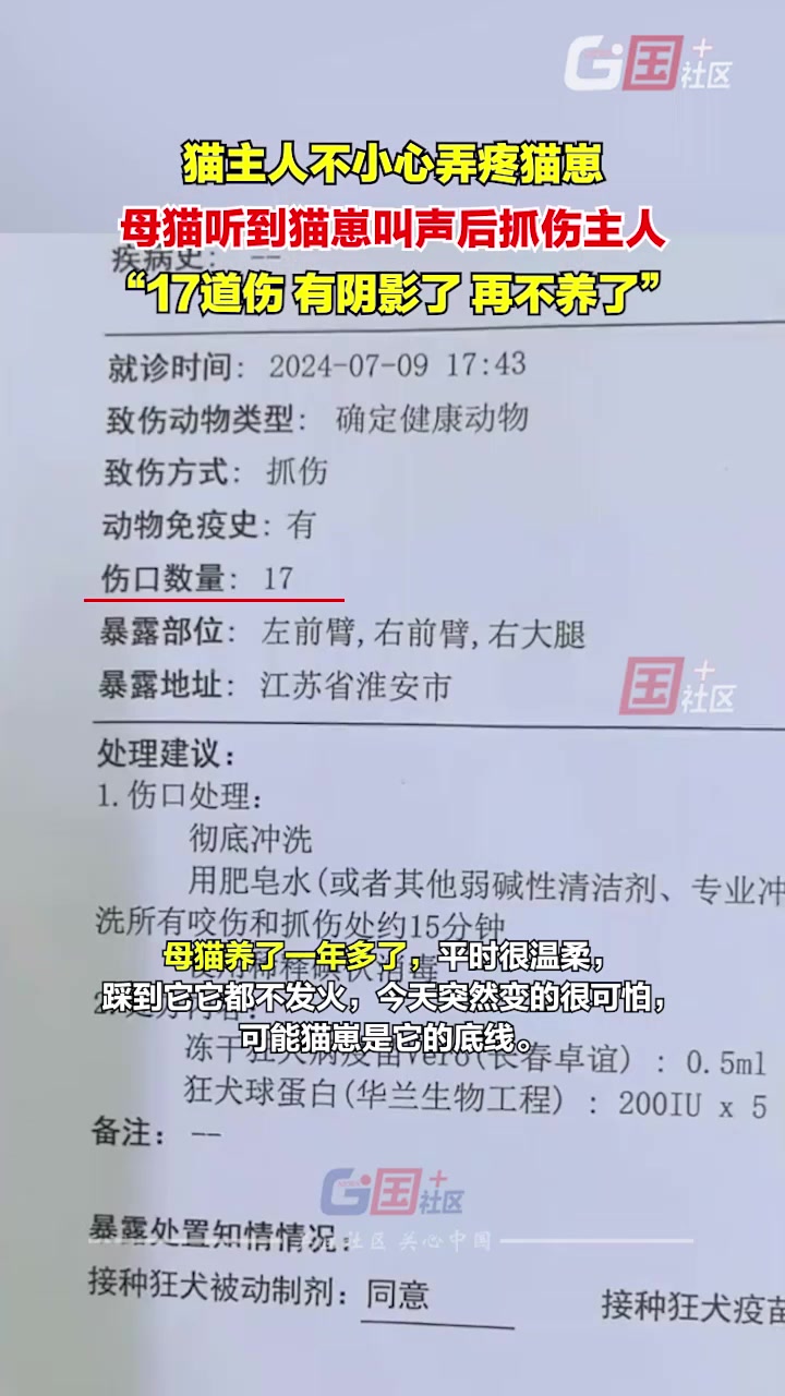 主人不小心弄疼猫崽，被大猫抓伤