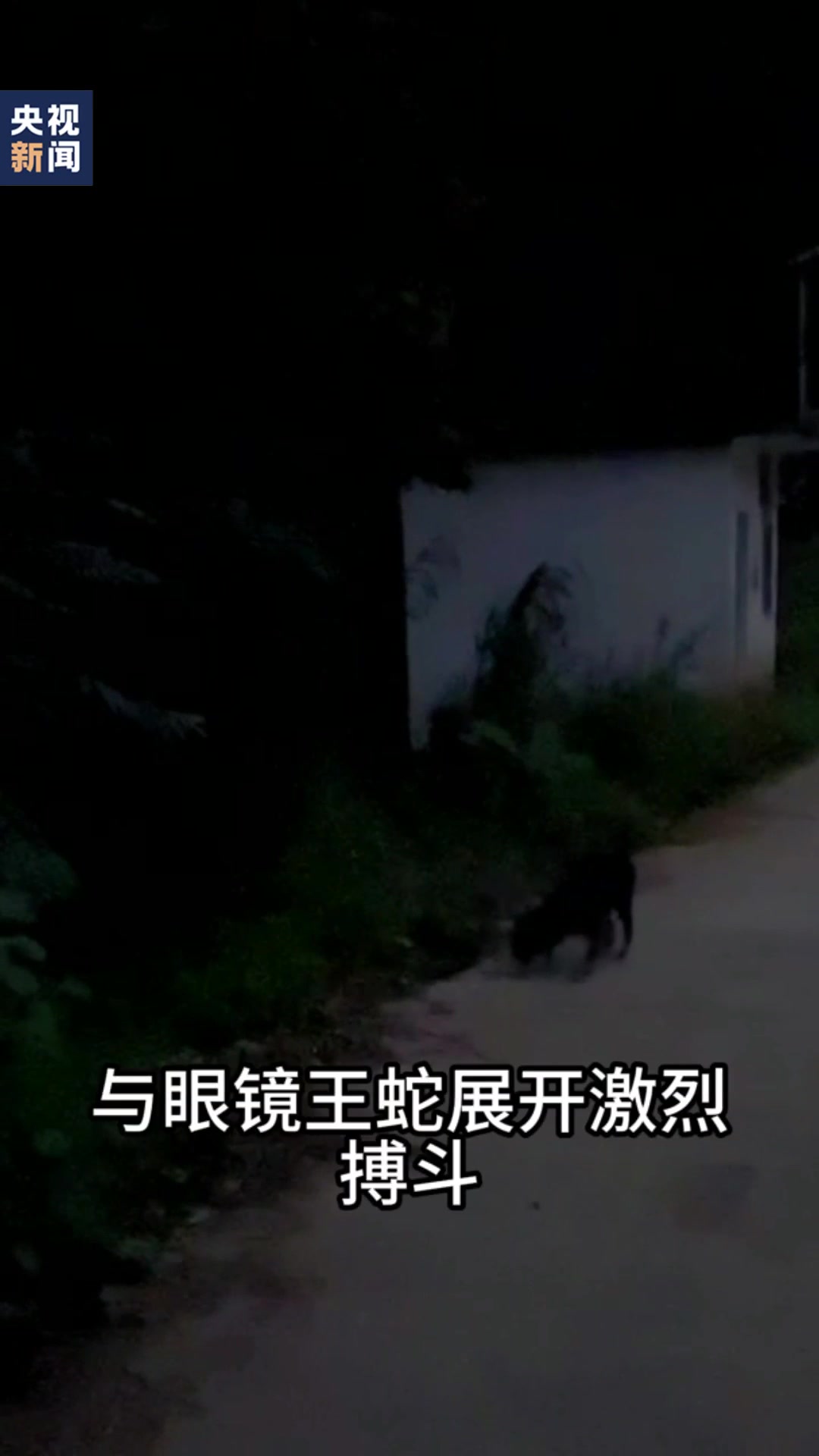中华田园犬大战2米眼镜王蛇保护民警