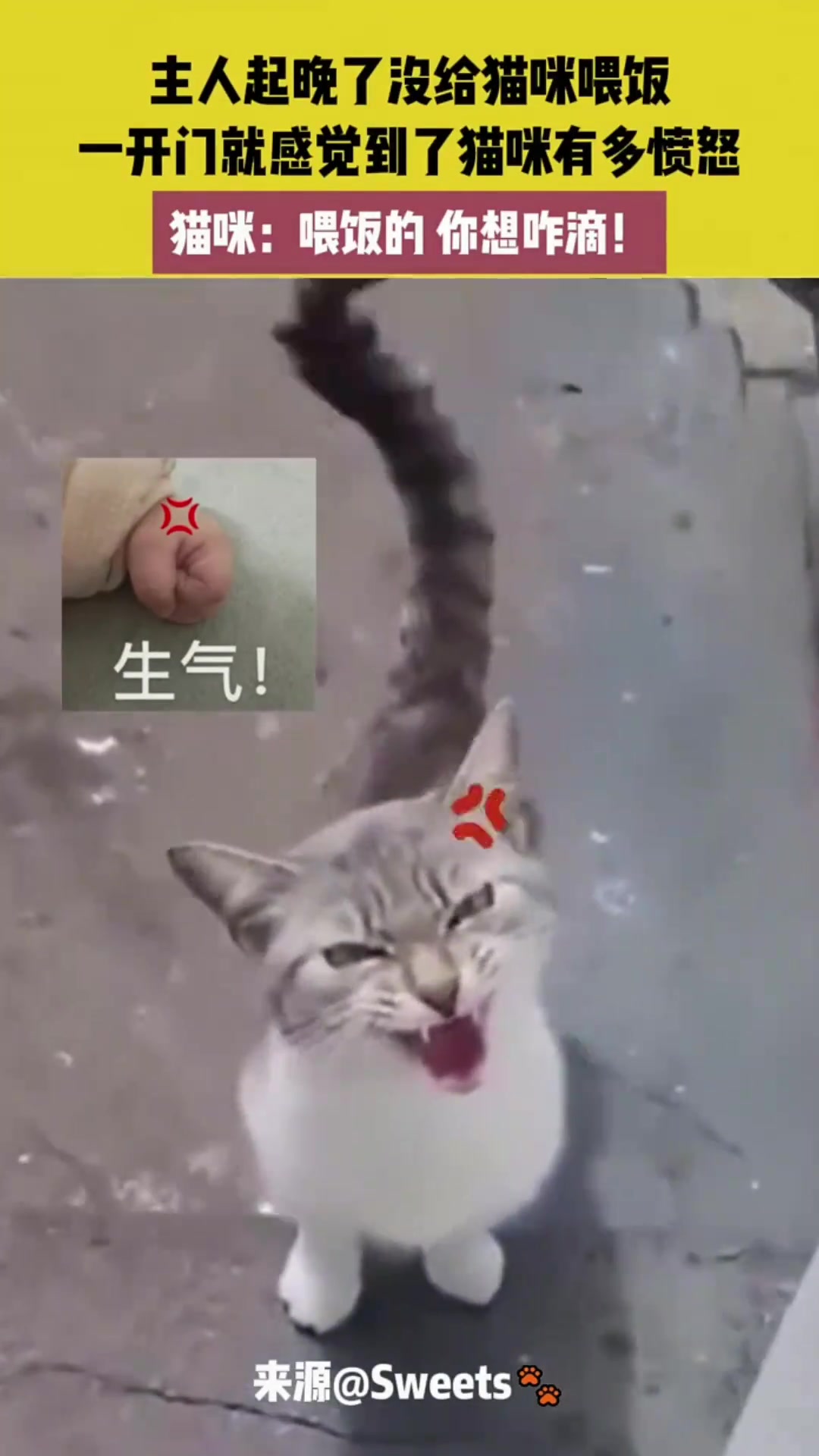 猫咪：你咋想的想饿死我继承我的猫粮吗