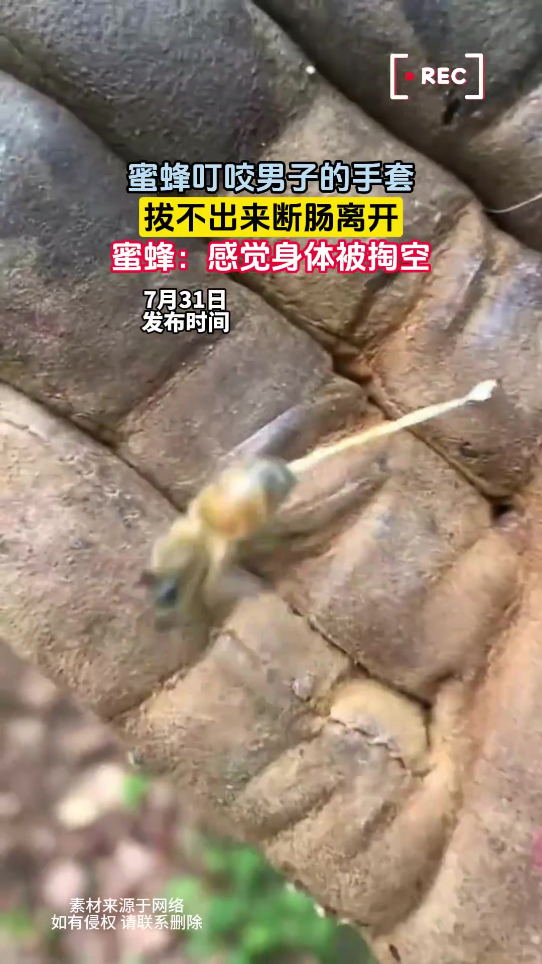 蜜蜂蛰人就会死！因为它的倒勾连着内脏，这才是真正的肝肠寸断