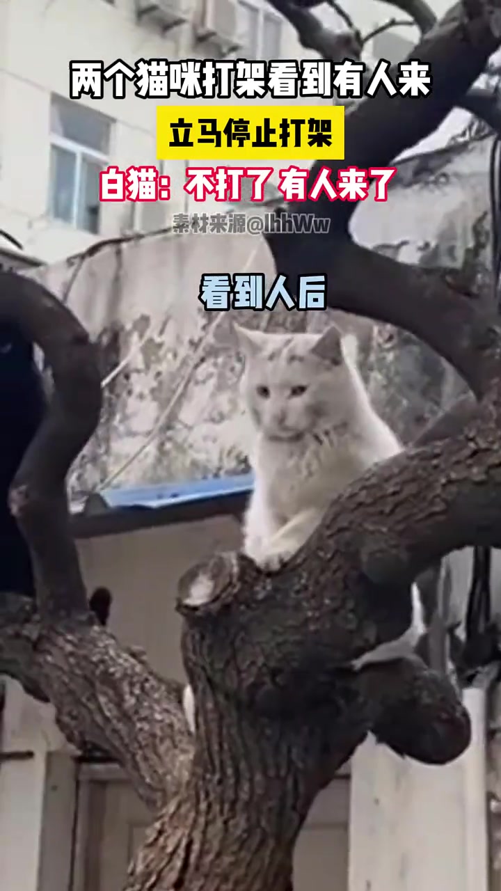 俩小猫打架看到有人来，立马停止打架