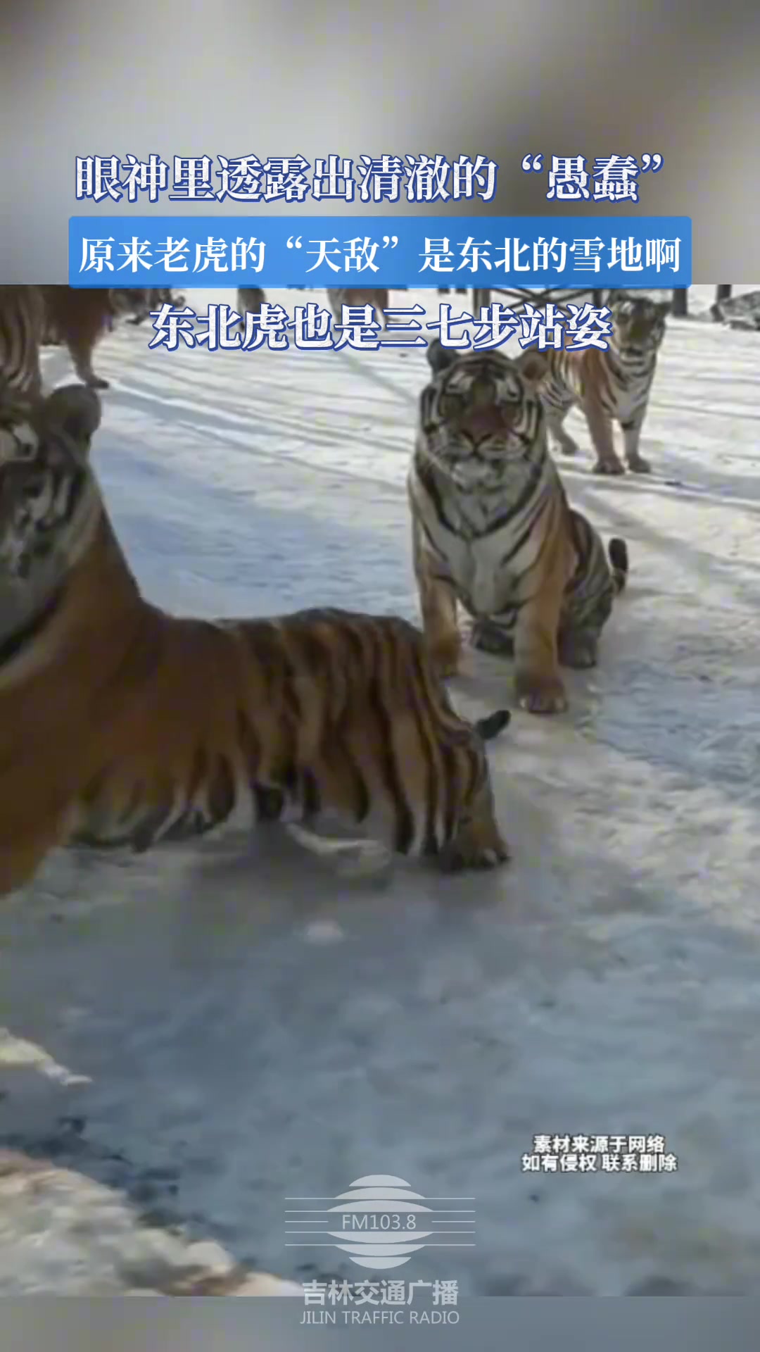 眼神透露出清澈的”愚蠢“