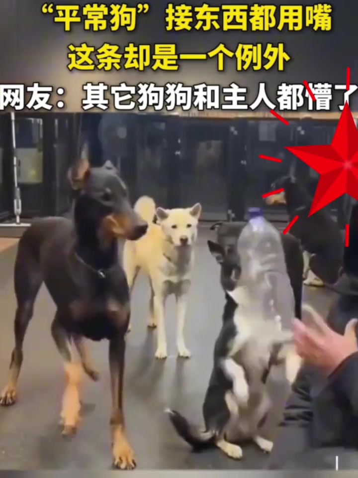 平常狗都用嘴接东西，这条却是个例外