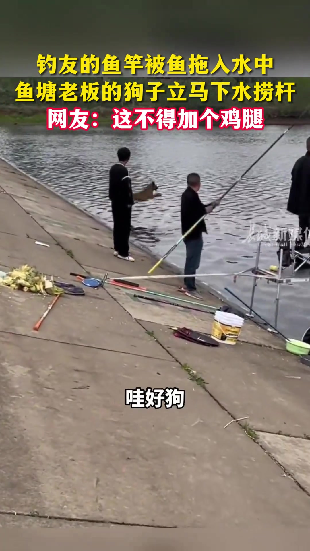 钓友的鱼竿被鱼拖入水中，鱼塘老板的狗子立马下水捞杆