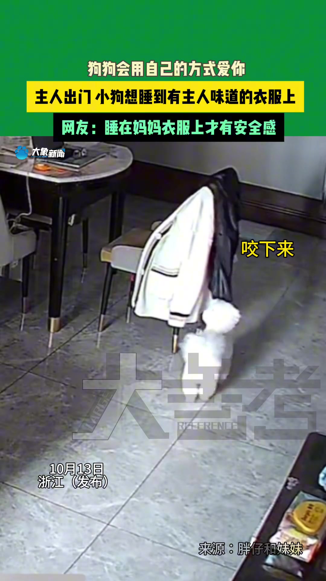 狗狗会用自己的方式爱你，主人出门，狗狗睡到有主人味道的衣服上