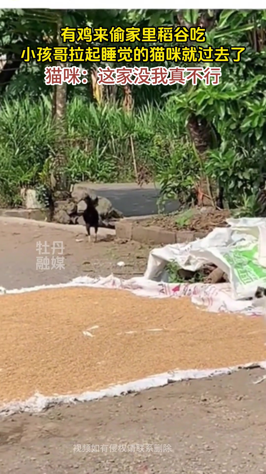 猫咪：这家没我真不行