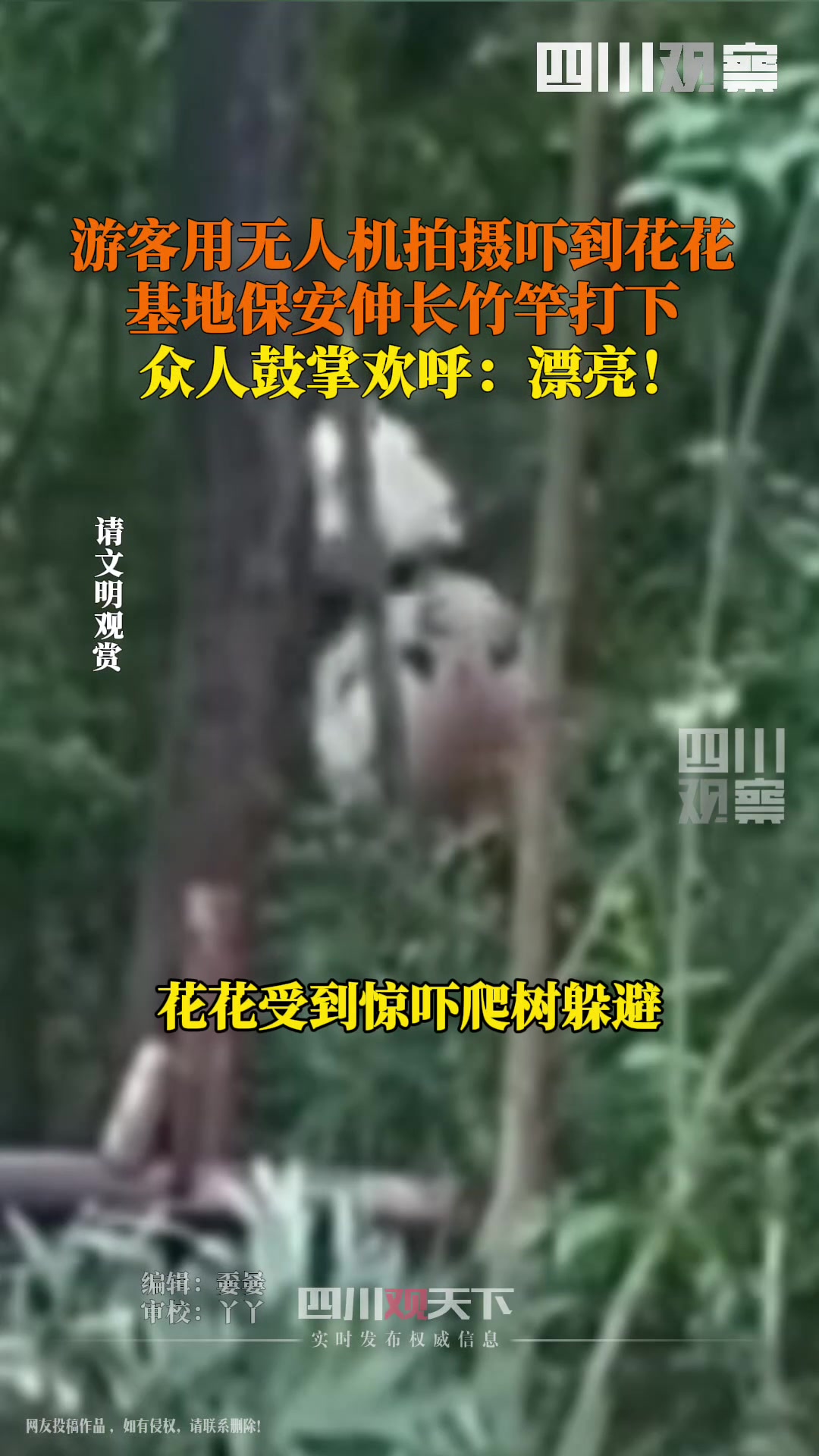 保安竹竿击落无人机！游客飞无人机拍摄吓到花花！