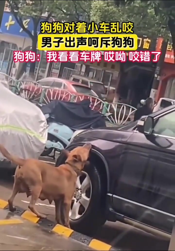 “大黄，想问问你跟司机大哥有何过节这样咬他车?”