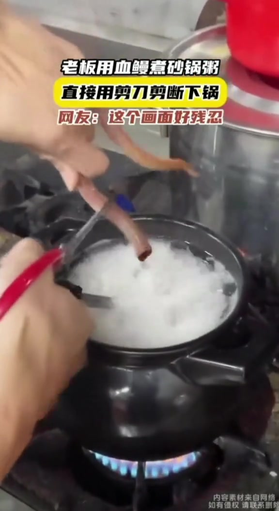 老板用血鳗煮砂锅粥，直接用剪刀剪断下锅
