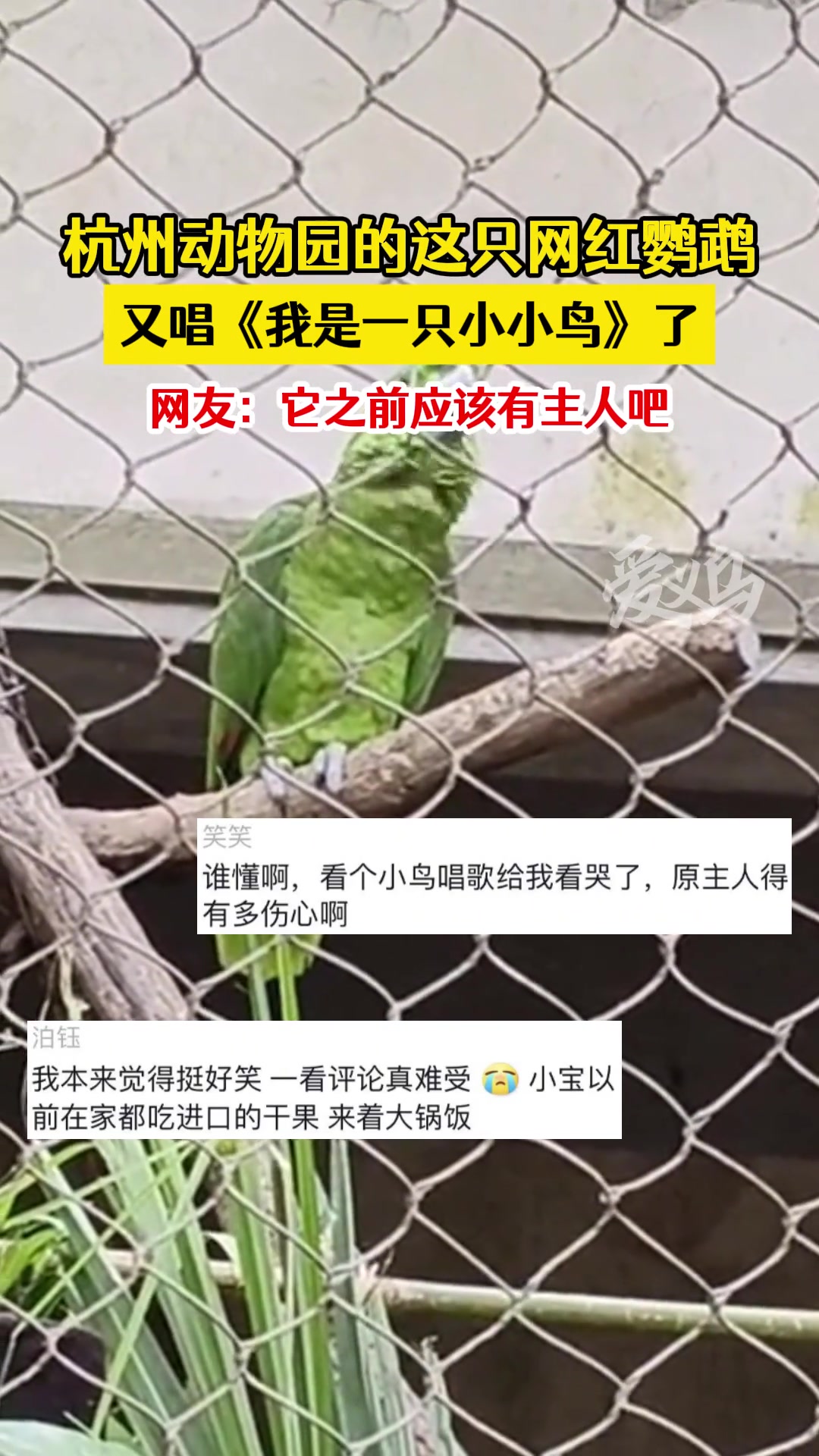 鹦乐家！比人唱的还好，这明星鹦鹉又唱《我是一只小小鸟》！