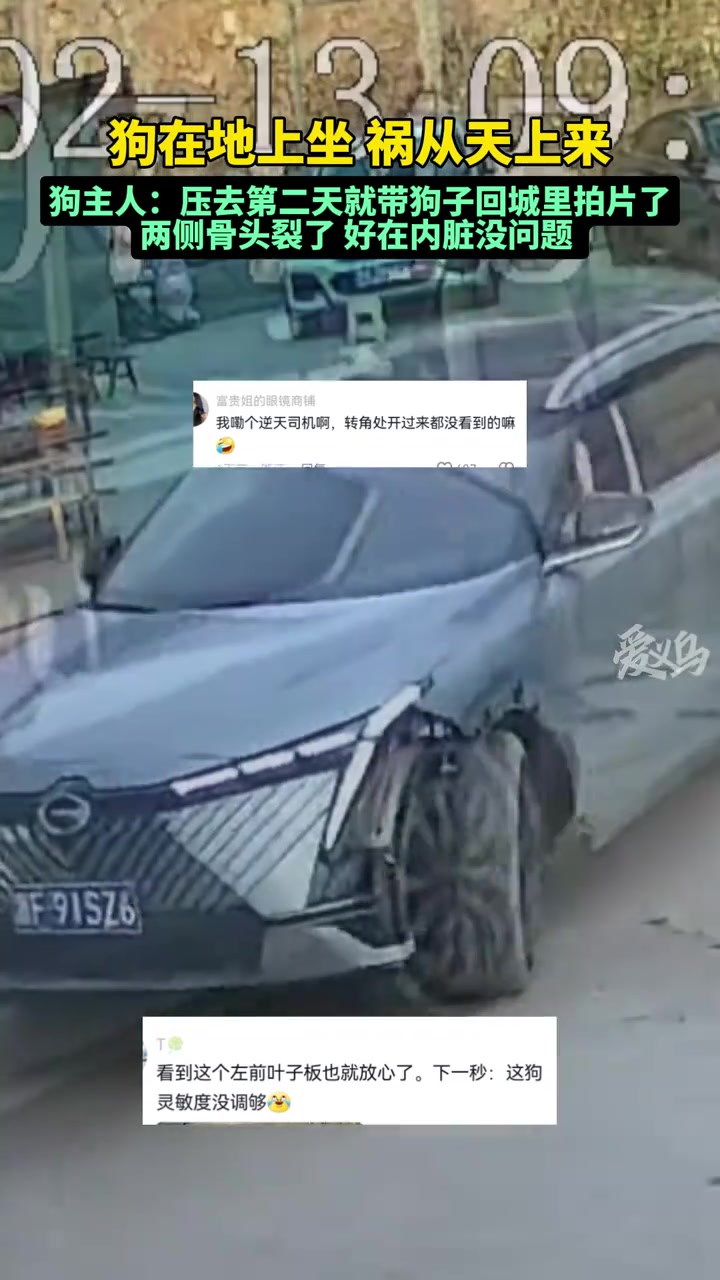 这真的是“狗在地上坐，祸从天上来”