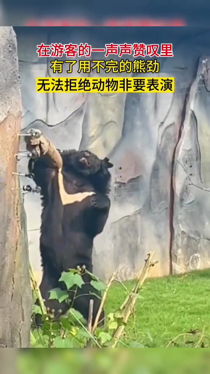 在游客一声声赞叹里，有了用不完的熊劲