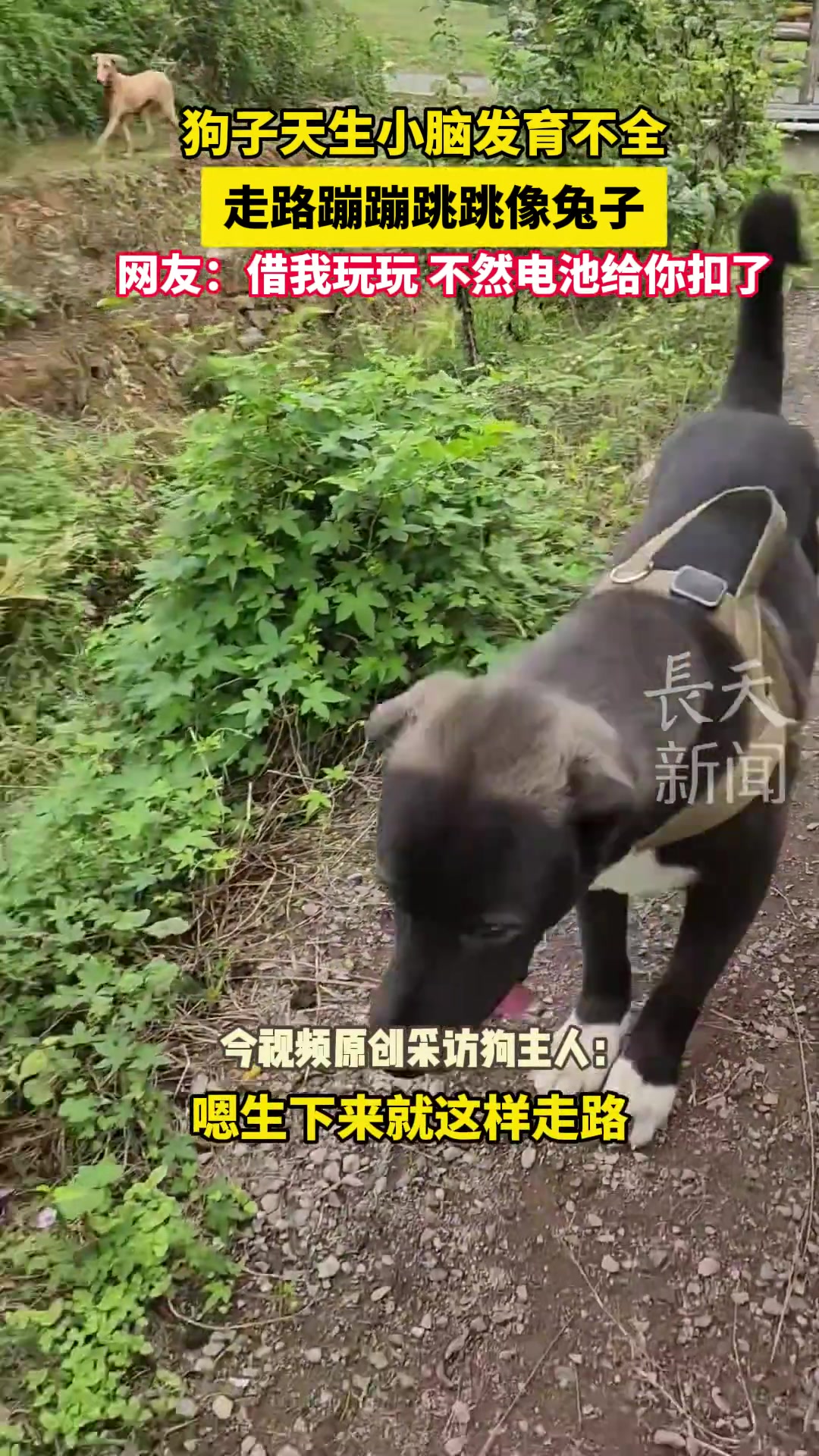 还可爱的！狗子天生小脑发育不全走路蹦蹦跳跳像兔子