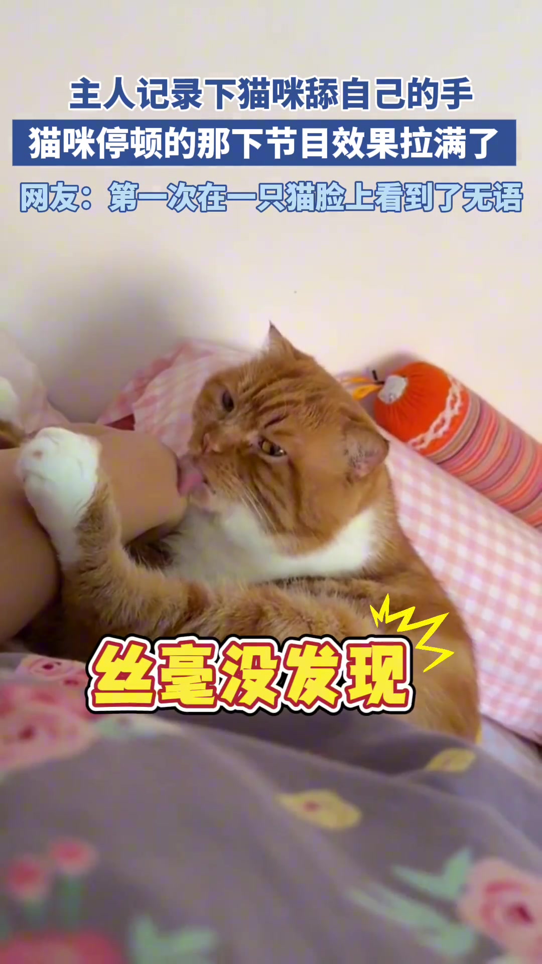 主人记录下猫咪舔自己的手，停顿的那一下节目效果拉满了