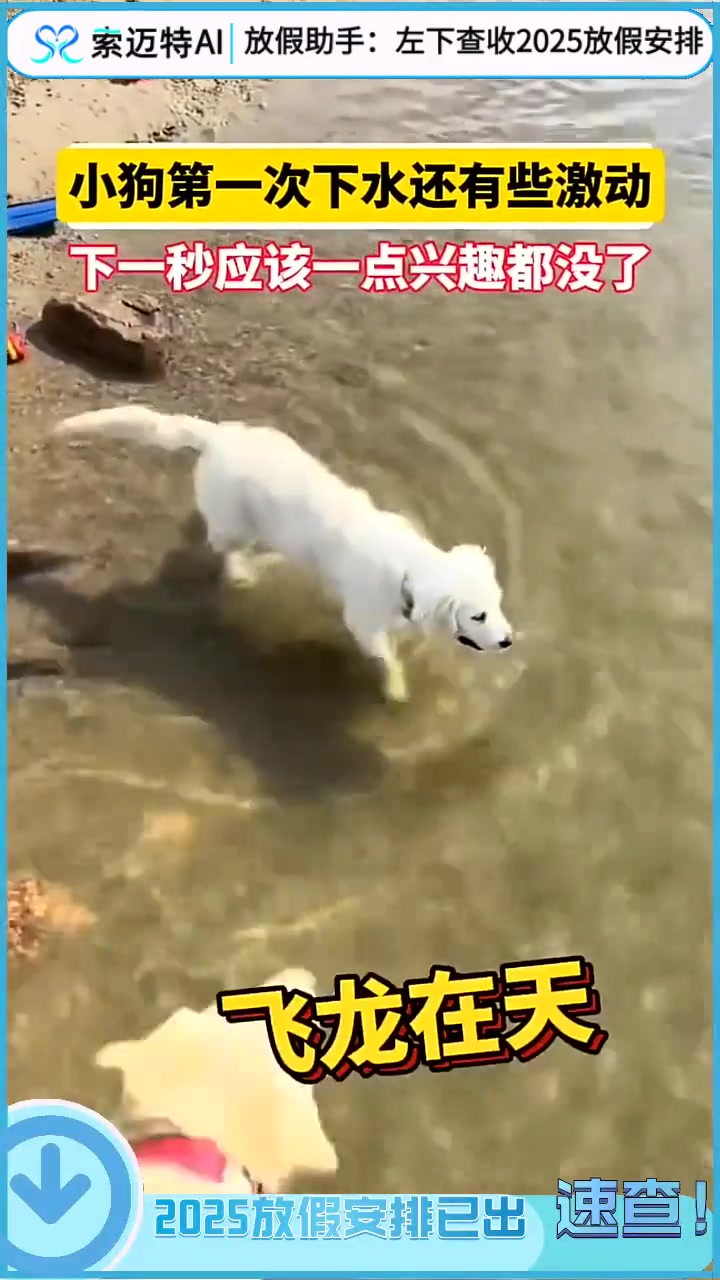 狗小狗初次下水，现在一辈子都有心理阴影了