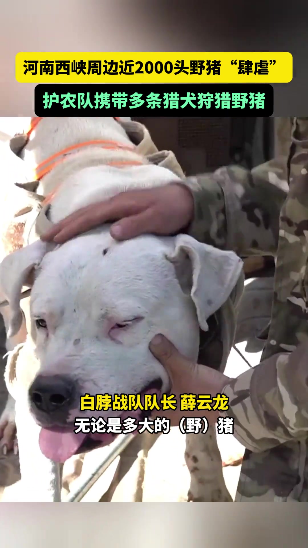 河南西峡周边近2000头野猪“肆虐”，护农队携带多条猎犬狩猎野猪