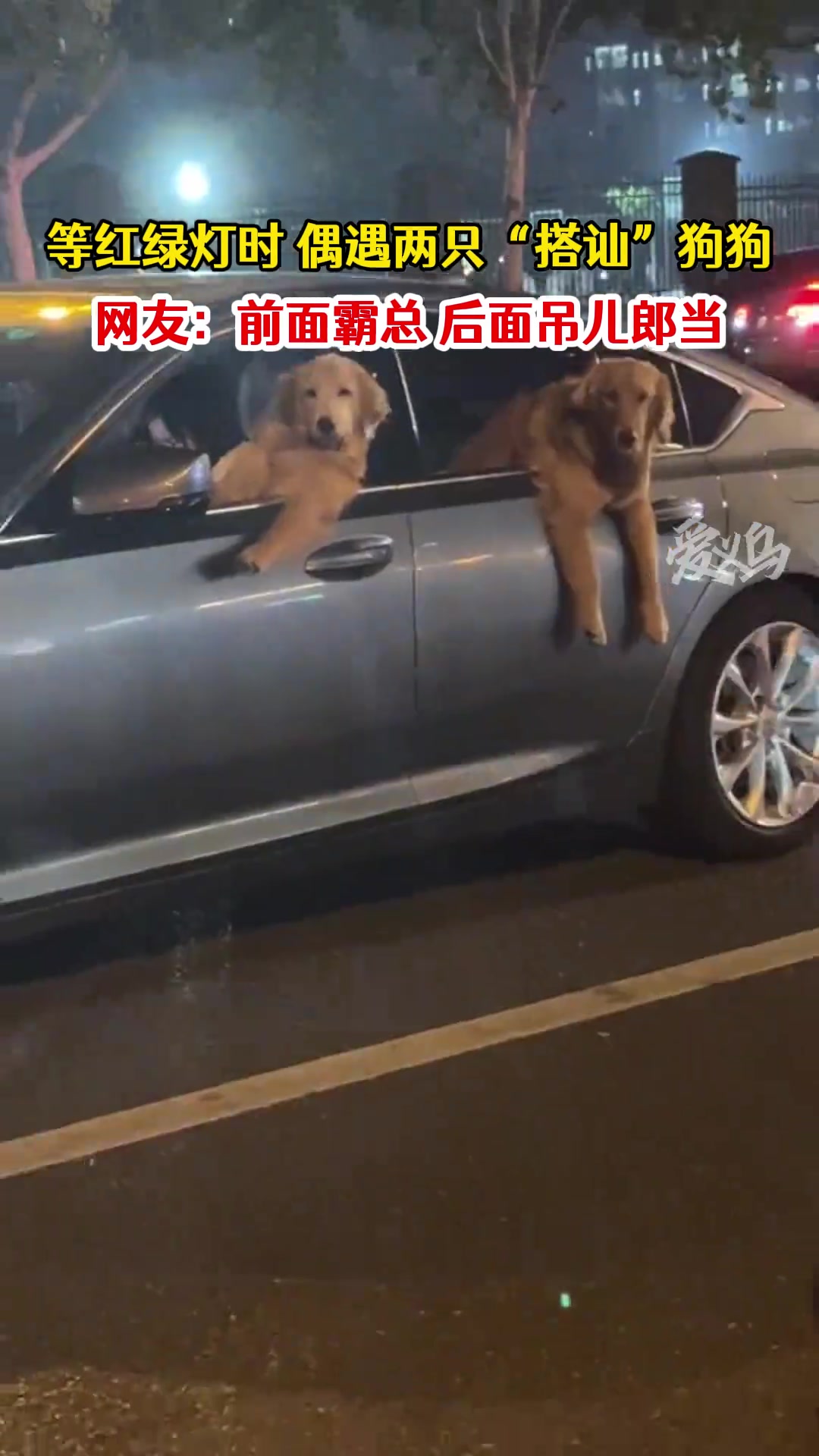 前面的这只狗是霸道总裁，后面的吊儿郎当