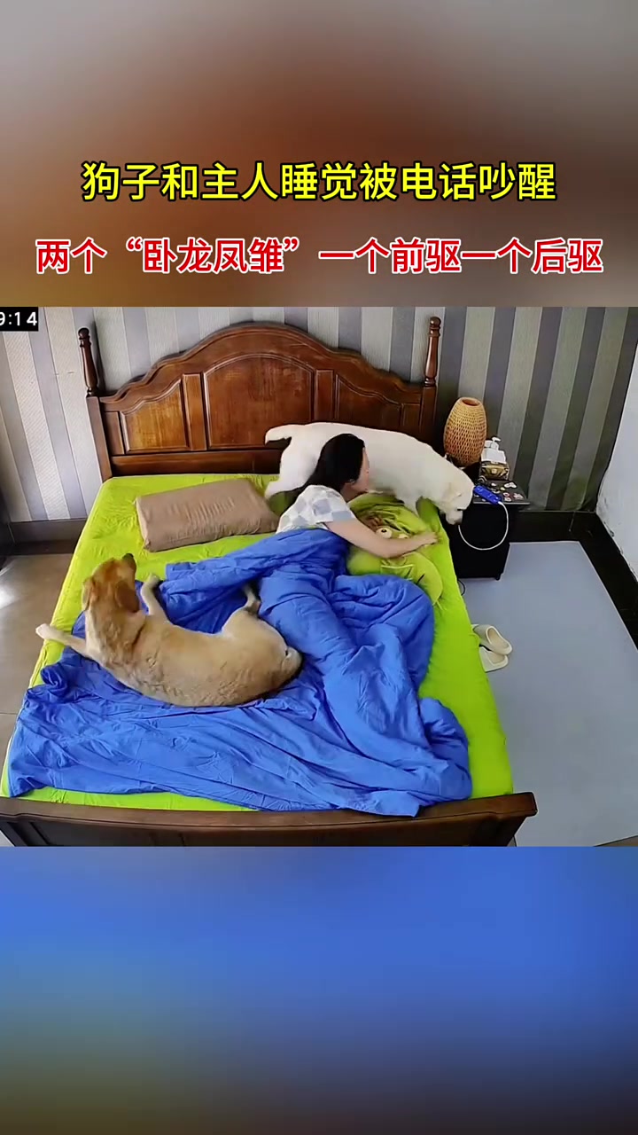 狗子和主人睡觉被电话吵醒，俩狗子一个前驱一个后驱