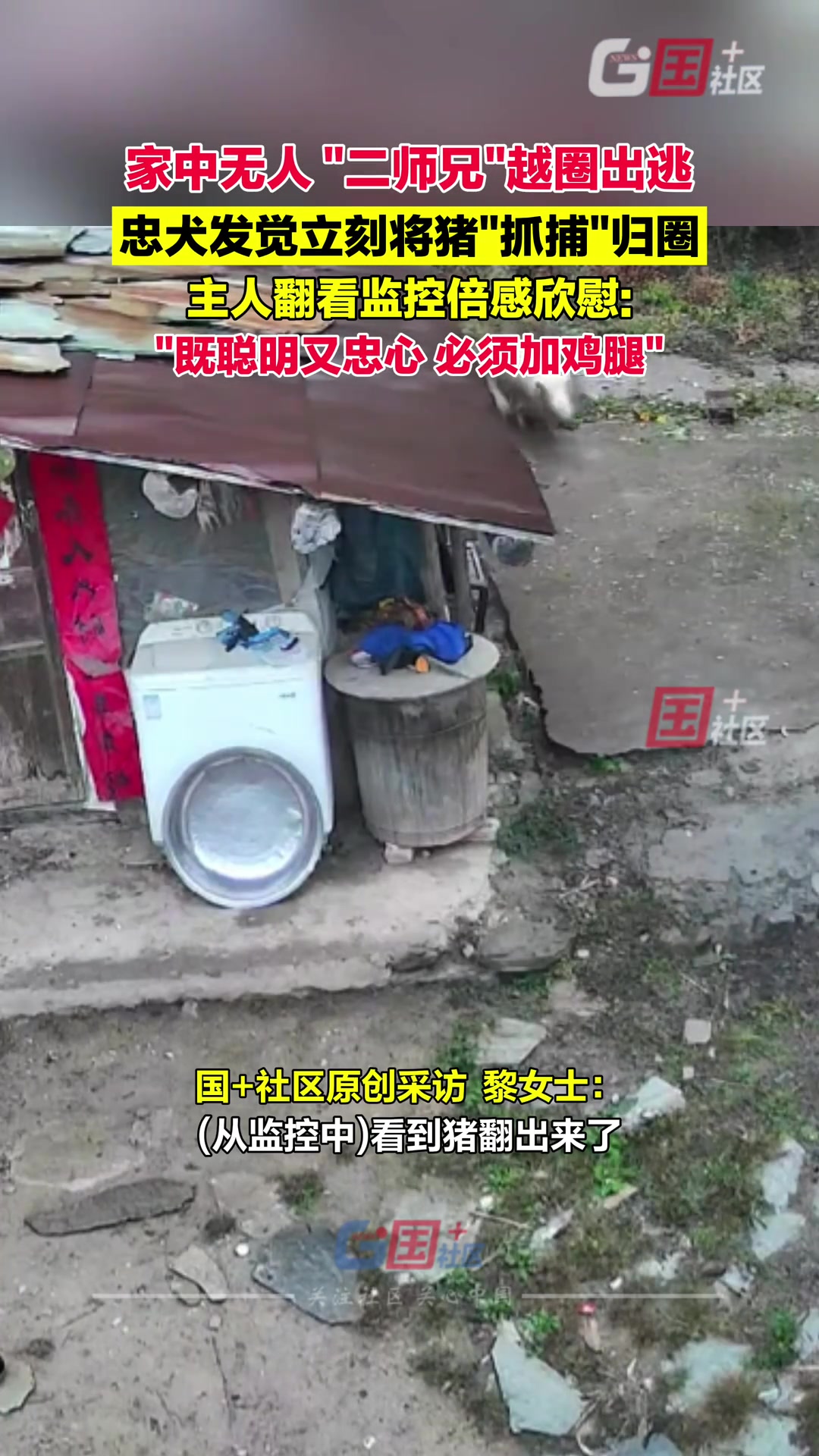 家中无人，二师兄越圈出逃，被狗子赶回来