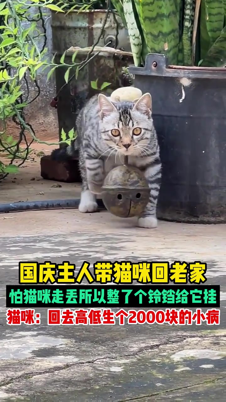 猫咪：回去高低生个2000块的小病太气了