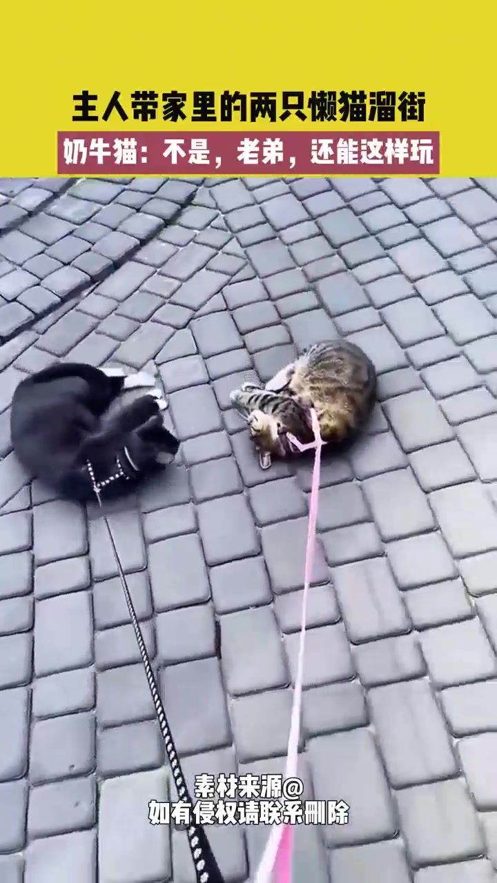 主人带家里的两只懒猫溜街