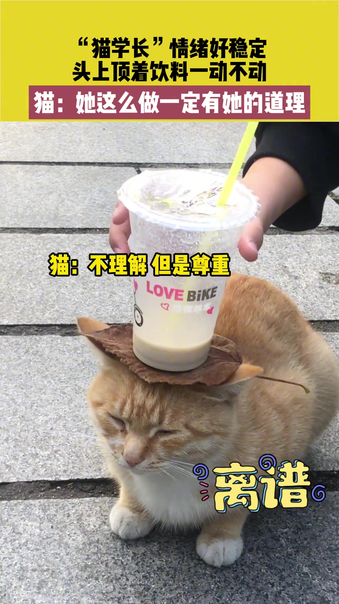 “猫学长”情绪好稳定，头上顶着饮料一动不动