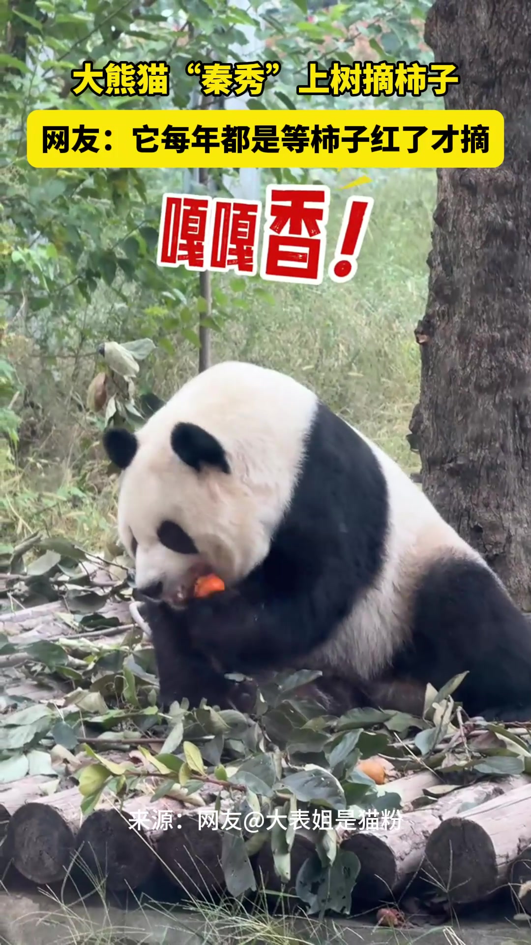 大熊猫还能上树摘柿子实在是太全能了！