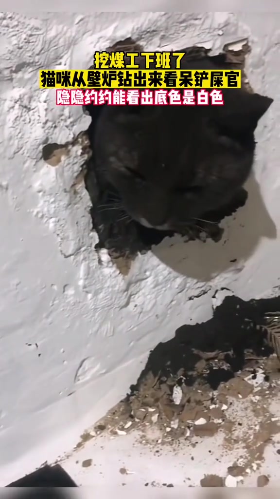 猫咪从壁炉钻出来看呆了铲屎官隐隐约约能看出底色是白色