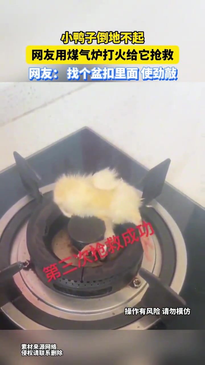 小鸭子倒地不起，网友用煤气炉打火给它抢救