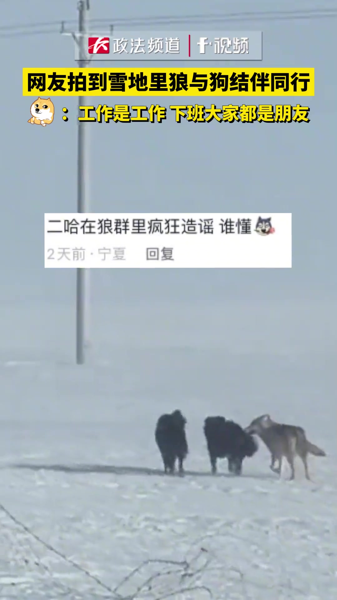 上班是敌人下班就不许凶我了哦！