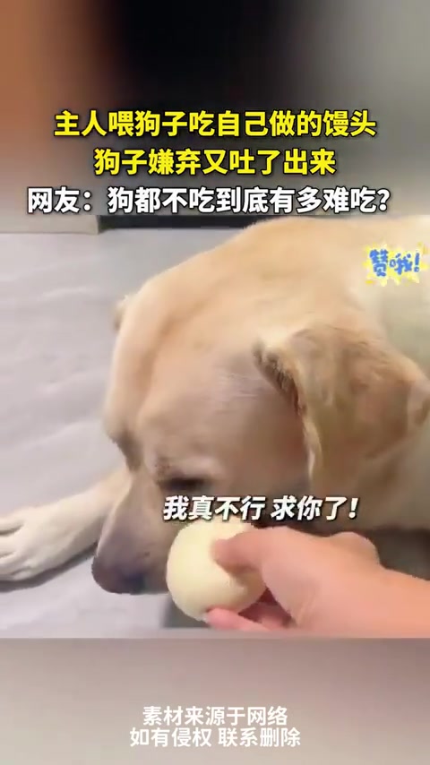 主人喂狗子吃自己做的馒头，狗子嫌弃又吐了出来