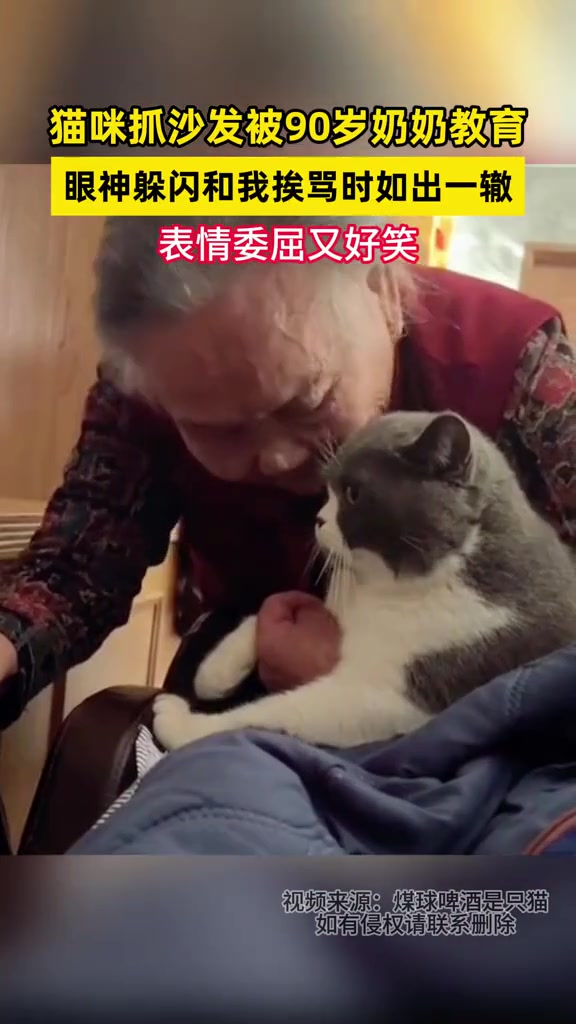 猫咪抓沙发被90岁的奶奶教育，表情委屈又好笑