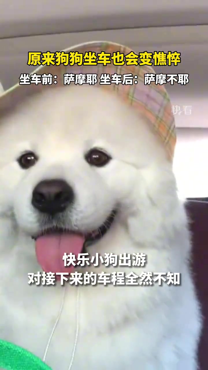 原来狗狗坐车也会变憔悴坐车前：萨摩耶！坐车后：萨摩不耶