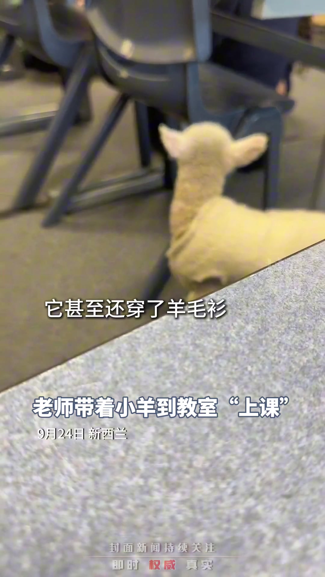 老师带着小羊到教室里上课，甚至还穿了衣服