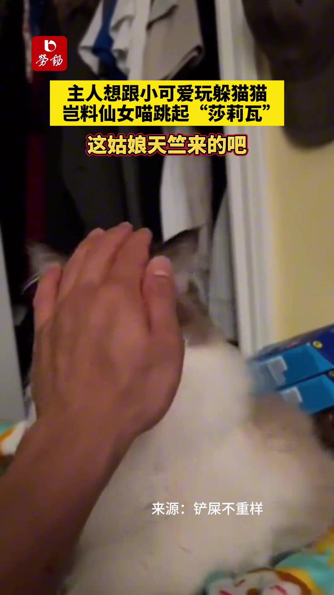 主人想跟猫咪玩躲猫猫，岂料猫咪跳起“莎莉瓦”