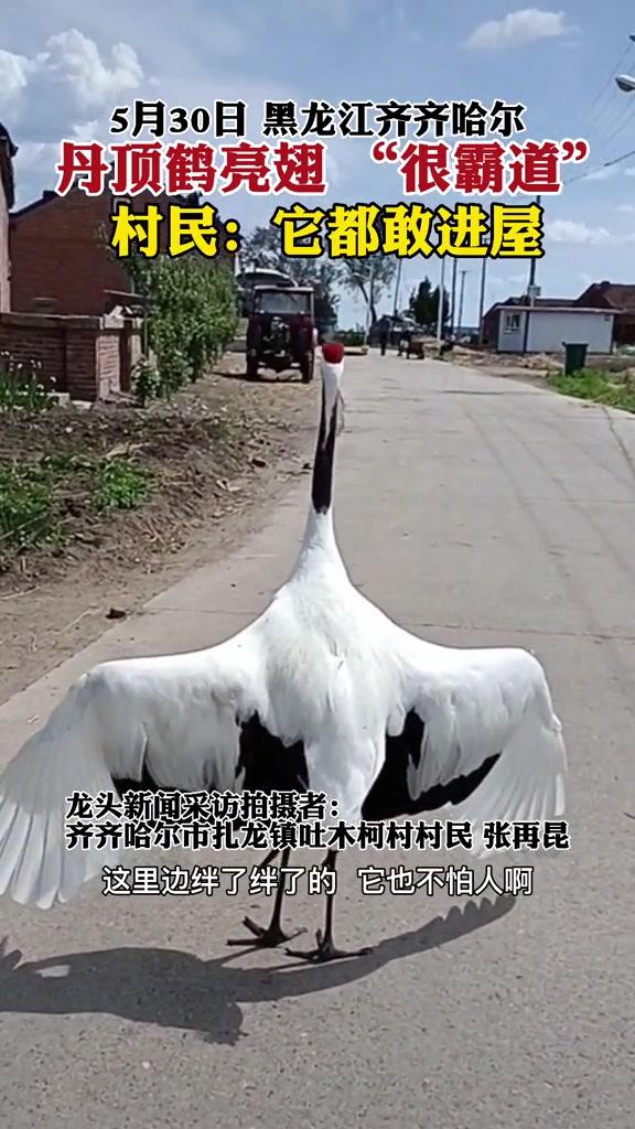 真白鹤亮翅！这谁还敢进屋啊！
