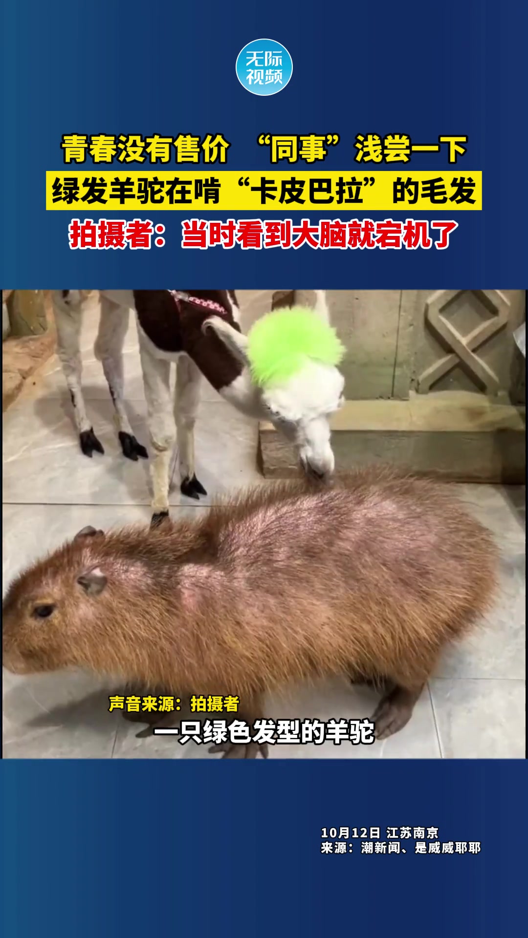 绿发羊驼在啃“卡皮巴拉”的毛发拍摄者：当时看到大脑就宕机了