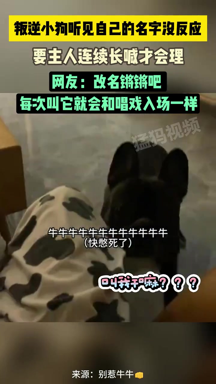 狗不理！干脆改名叫锵锵，每次呼唤就像登台唱戏一样！