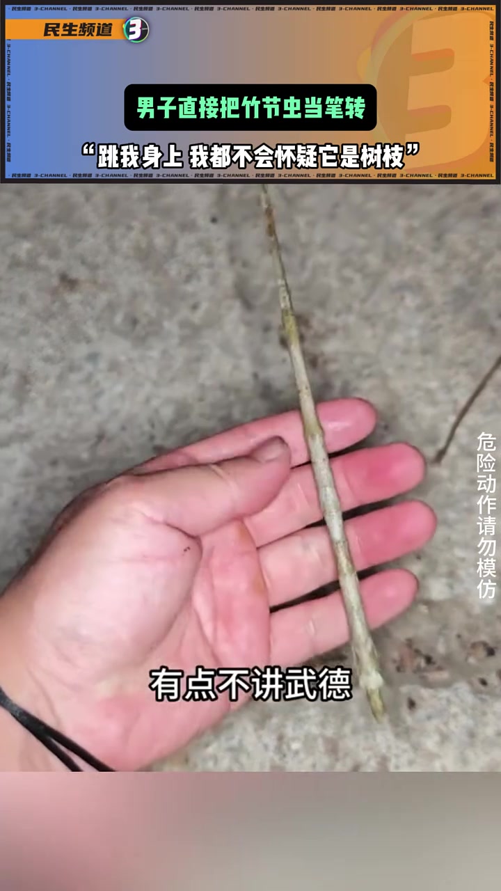 既拟态没竹节虫奥，拟态baby辣！