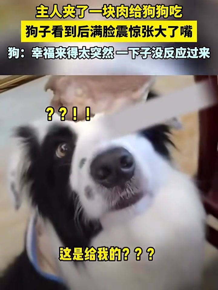 狗子：幸福来得太突然！一下子没反应过来