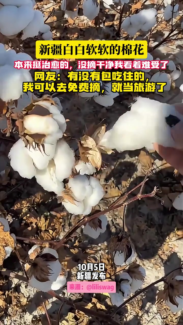 白软软的新疆白棉！这就是传说中最好的棉花吗