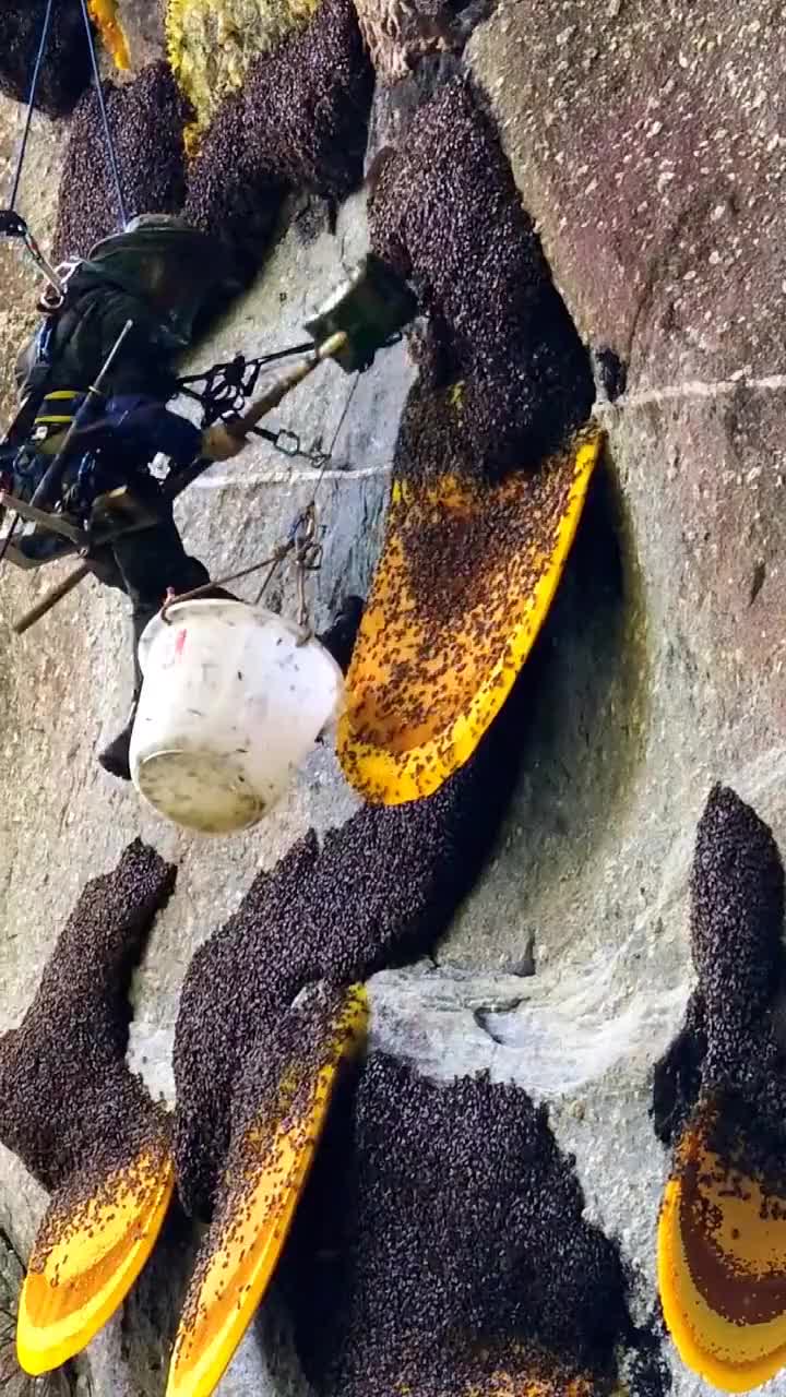 一天500你敢干吗巴山楚水凄凉地，有个老登割我蜜！
