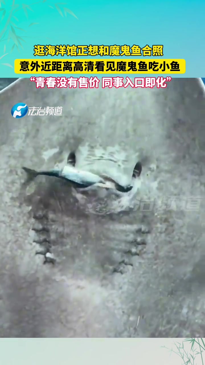 逛海洋馆正想和魔鬼鱼合照意外近距离高清看见魔鬼鱼吃小鱼
