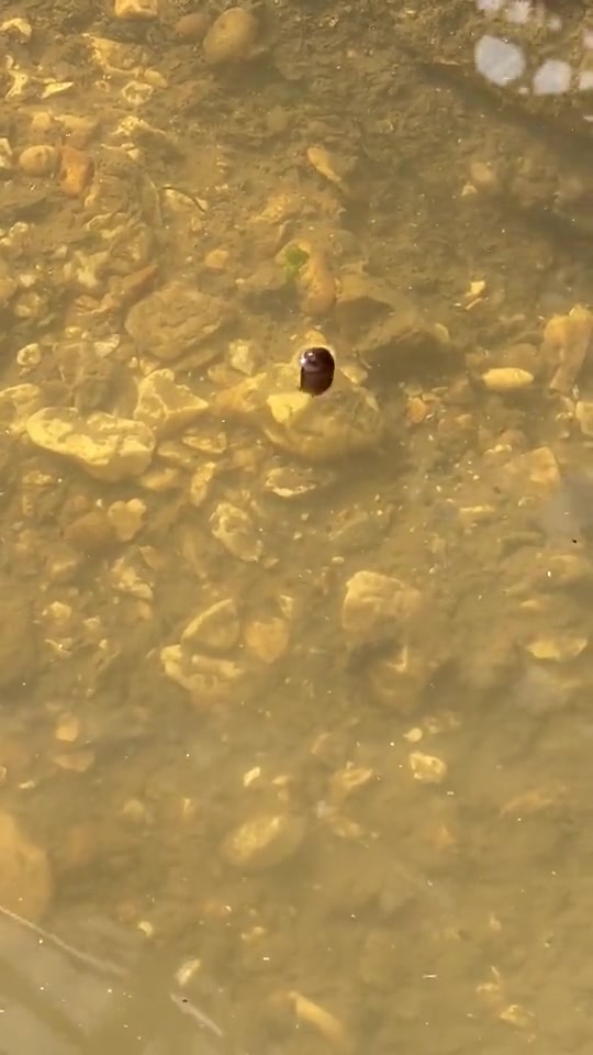 外星生物谁认识这个未知生物！