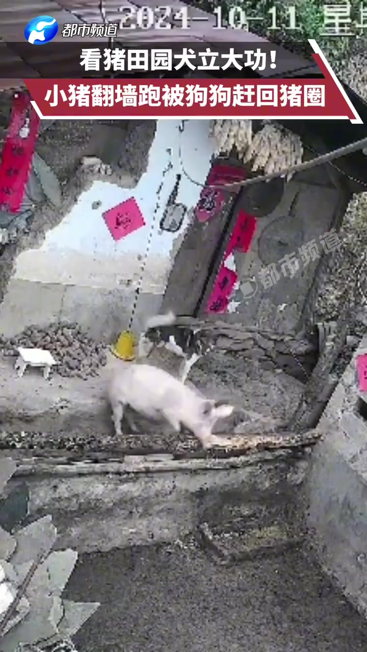 看猪田园犬立大功！小猪翻墙跑被狗狗赶回猪圈
