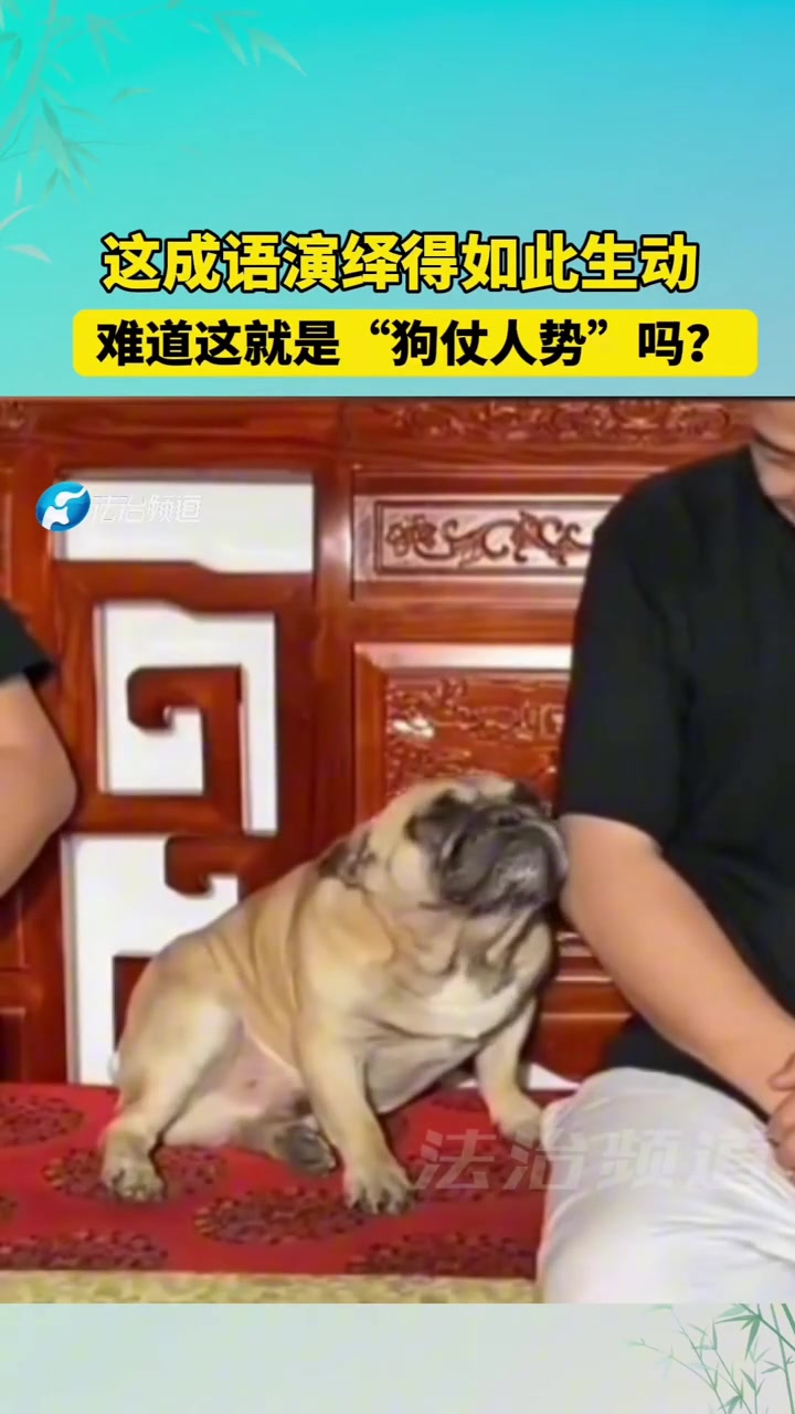 这成语演绎得如此生动难道这就是“狗仗人势”吗